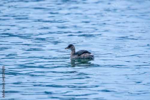 Little grebe photographed in Germany, in European Union, Europe. Picture made in 2016.