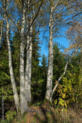 Seven birches in the forest.