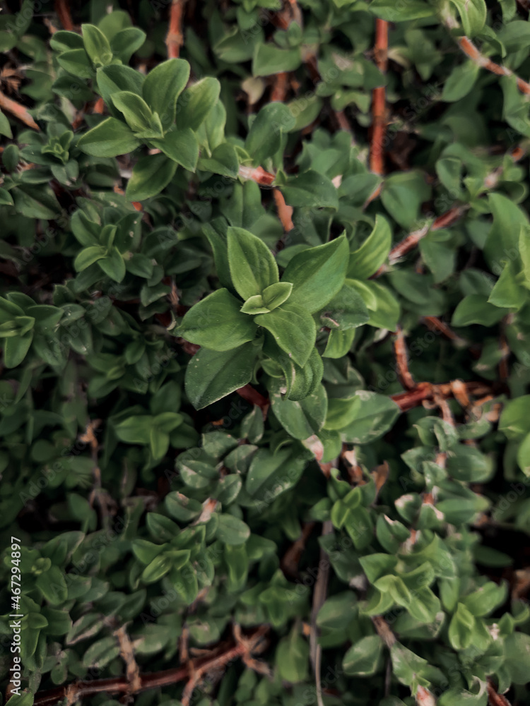 red ivy leaves in a dark tone red ivy leaves in a dark tone
