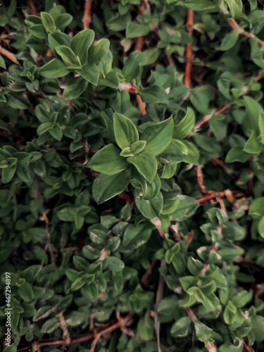 red ivy leaves in a dark tone © Kiran