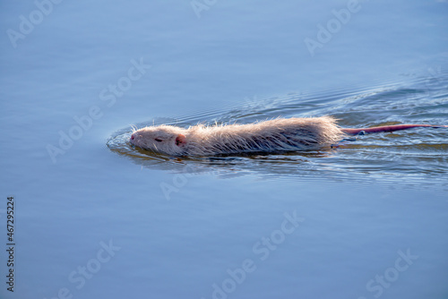 River Rat baby, photographed in Germany, in European Union, Europe. Picture made in 2016.