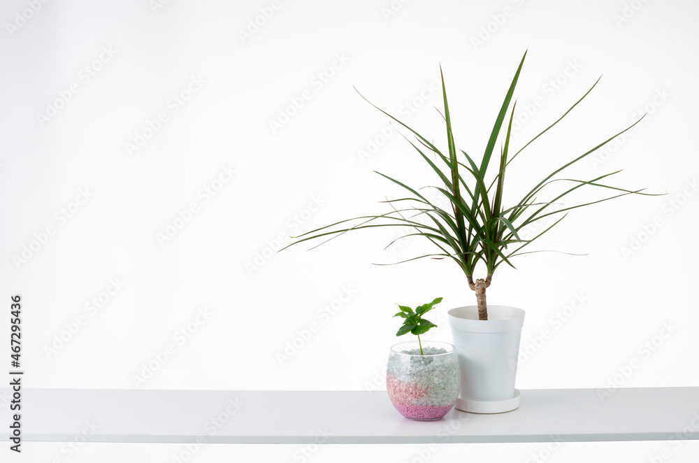 Obraz premium 観葉植物と白背景