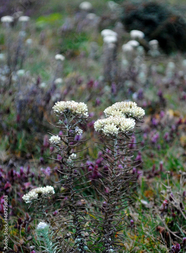 Pearly Everlasting flowers on plants fully bloom at Singalila National Park situated at 13,000 ft altitude in Darjeeling, India. It is Anaphalis Margaritacea species and blooms in the Autumn season. photo