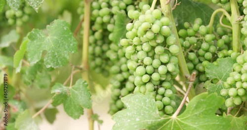 Close up of Green Grapes on the Vine at the Winery vineyard photo