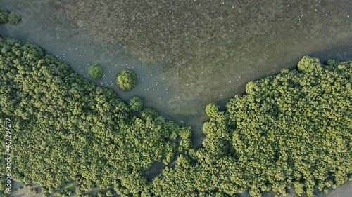 Drone view of Ajman Mangroves Kayak, the thick natural mangroves of Ajman is home to over 102 species of native and migratory birds in the United Arab Emirates, 4k Footage photo