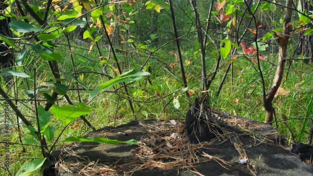 Selective focus shot of a small branch of red and green autumn leaves