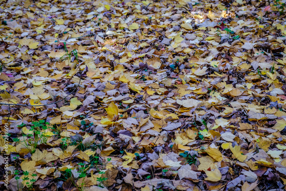Ground full of leaves of deciduous trees in autumn in Galicia (Spain)