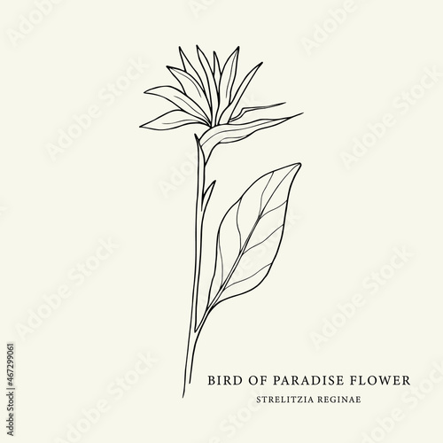 Hand drawn strelitzia. Line art bird of paradise flower illustration. Native South African plant. photo