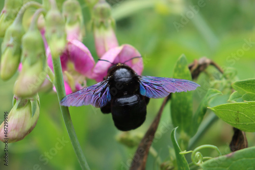 Close-up of Xylocopa violacea on summer. Violet carpenter bee on a pink sweet Pea flower in the garden photo