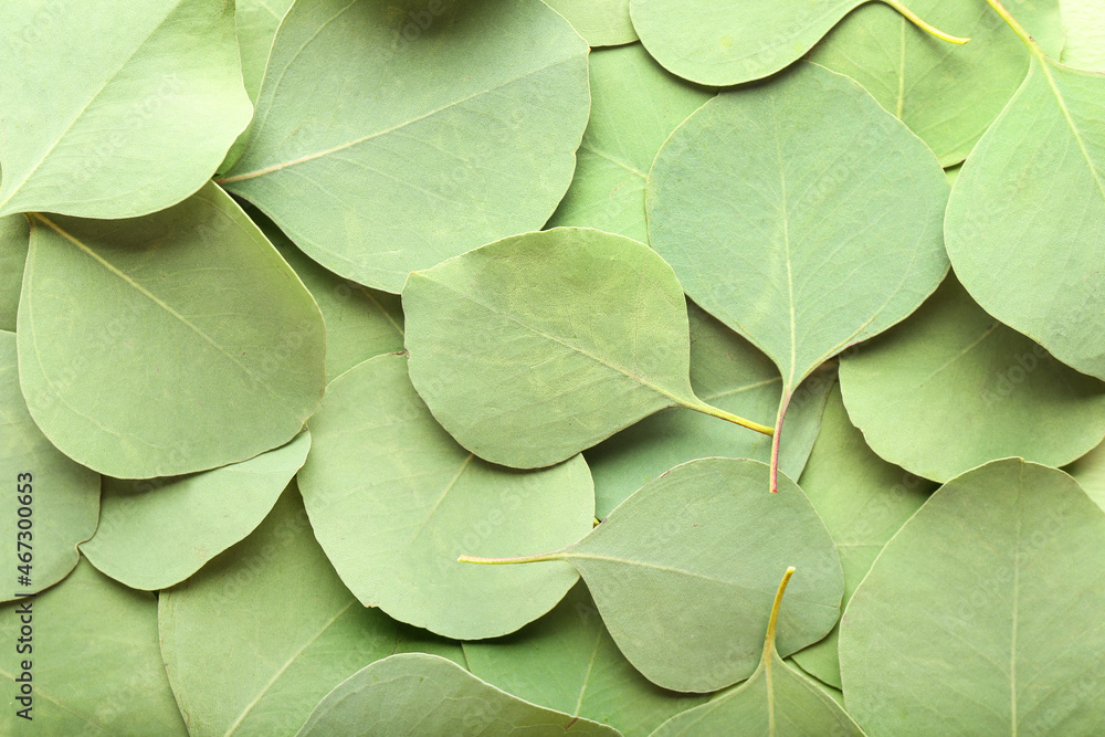 Obraz premium Green eucalyptus leaves as background