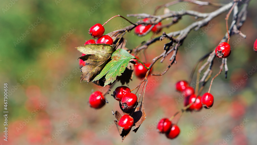 Crataegus. autumn forest red berries on a branch. Close-up of ripe winter fruits of red hawthorn with natural background. bokeh, place for text. hawthorn bush, berries in medicine, cosmetology Crataegus. autumn forest red berries on a branch. Close-up of ripe winter fruits of red hawthorn with natural background. bokeh, place for text. hawthorn bush, berries in medicine, cosmetology