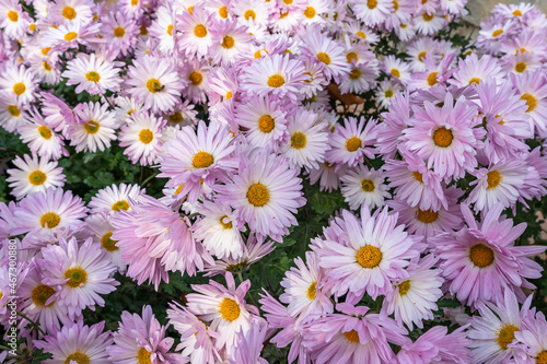 Bush of small white-pink chrysanthemums close-up