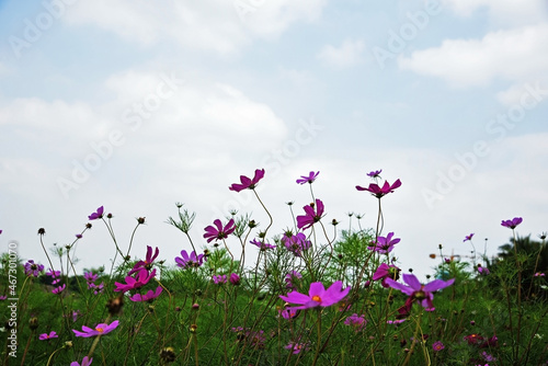 Landscape with purple meadow flowers in the foreground