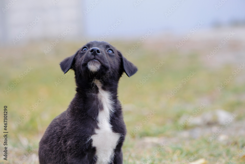 a series of photos with a homeless puppy. little dog. home animal. pet care. black homeless puppy. Cute puppy in black and white with sad look. veterinary, homeless animal problem, hungry puppy