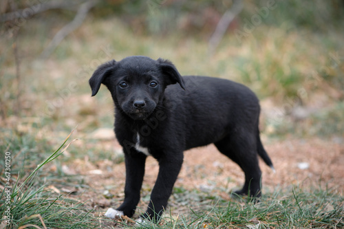 a series of photos with a homeless puppy. little dog. home animal. pet care. black homeless puppy. Cute puppy in black and white with sad look. veterinary, homeless animal problem, hungry puppy