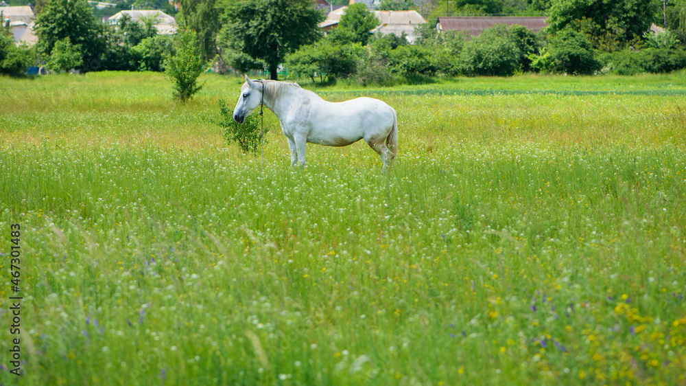 Fototapeta premium field grass. white horse out of focus, on green grass in the field. white horse stands in an agriculture field with juicy grass in sunny weather. strong, hardy and fast animal. grazing in the meadow