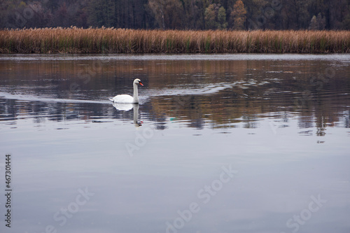Swan. bird on the water. white swan swims in a lake. big beautiful swan floats on the river on a beautiful autumn, sunny day. wild bird, natural background. space for text © Oleksandr Filatov