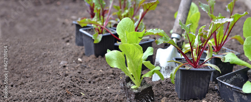 seedling of lettuce and beetroot put on the soil of a garden with a shovel