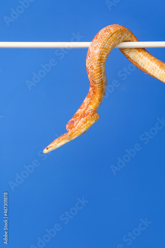 Corn snake on color background