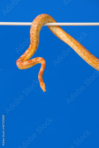 Corn snake on color background