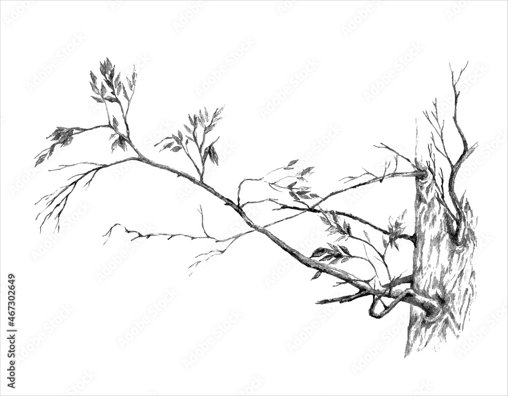 Branch of a tree. Vector