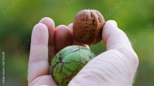 Juglans regia. walnut in hand. two nuts held by a man's hand. in green peel. hard nut, close-up. macro photo, vegetarianism and diet. gifts of nature, tasty healthy fruits. king's nut