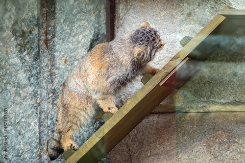Photography Wild cat manul or Pallas's cat, lat. Otocolobus manul, in the zoo