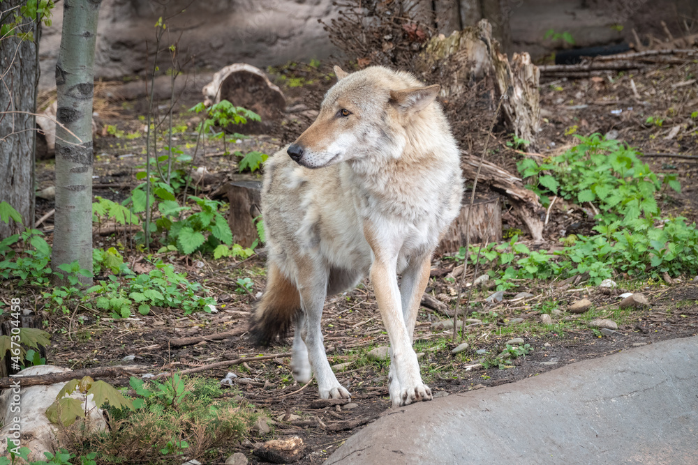 Gray wolf in forest on the green grass. The wolf, Canis lupus Gray wolf in forest on the green grass. The wolf, Canis lupus