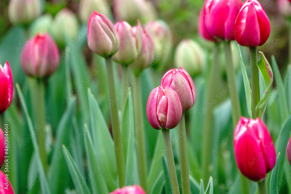 Colorful red tulips blossom in spring garden Colorful red tulips blossom in spring garden