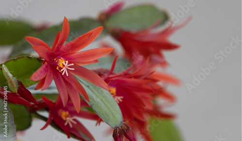 Ripsalidopsis blooming with red flowers. photo