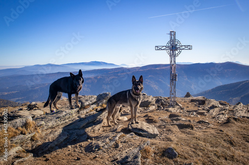 Schäferhunde in der Natur