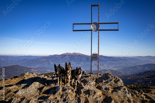 Schäferhunde in der Natur