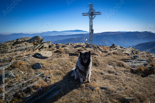 Schäferhunde in der Natur
