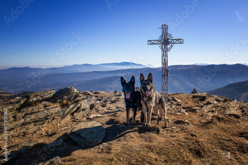 Schäferhunde in der Natur