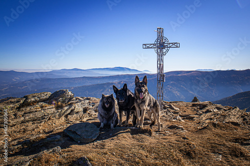 Schäferhunde in der Natur