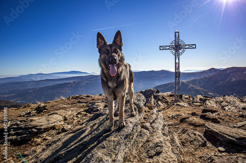 Schäferhunde in der Natur