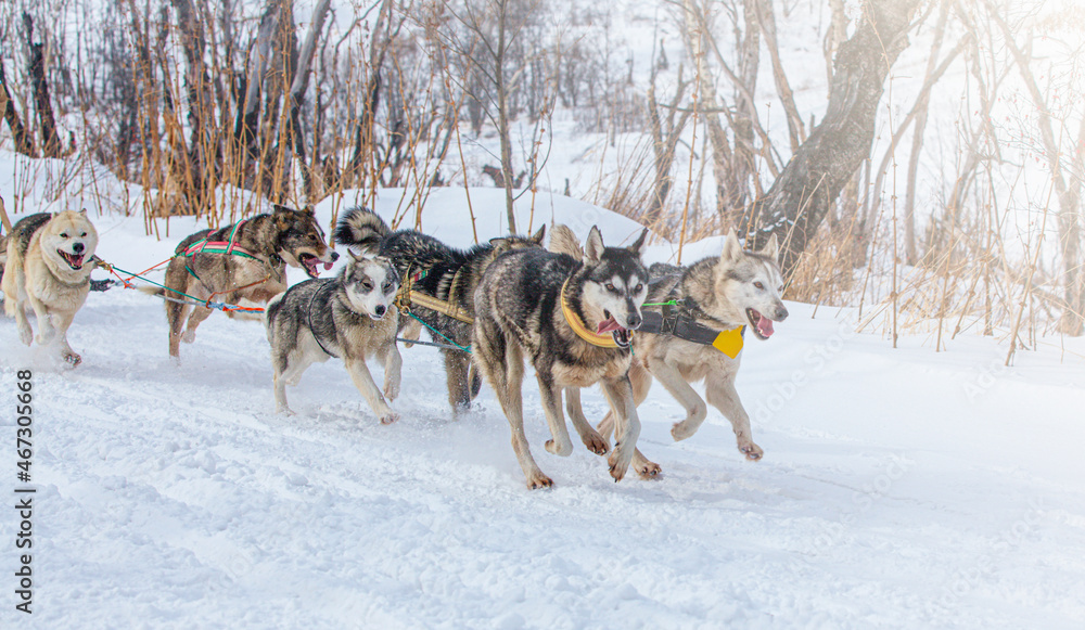sled dogs race on snow in winter on Kamchatka Peninsula sled dogs race on snow in winter on Kamchatka Peninsula