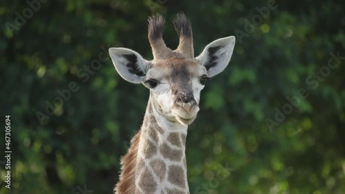 Closeup of a baby giraffe looking at the camera and dribbling spit.