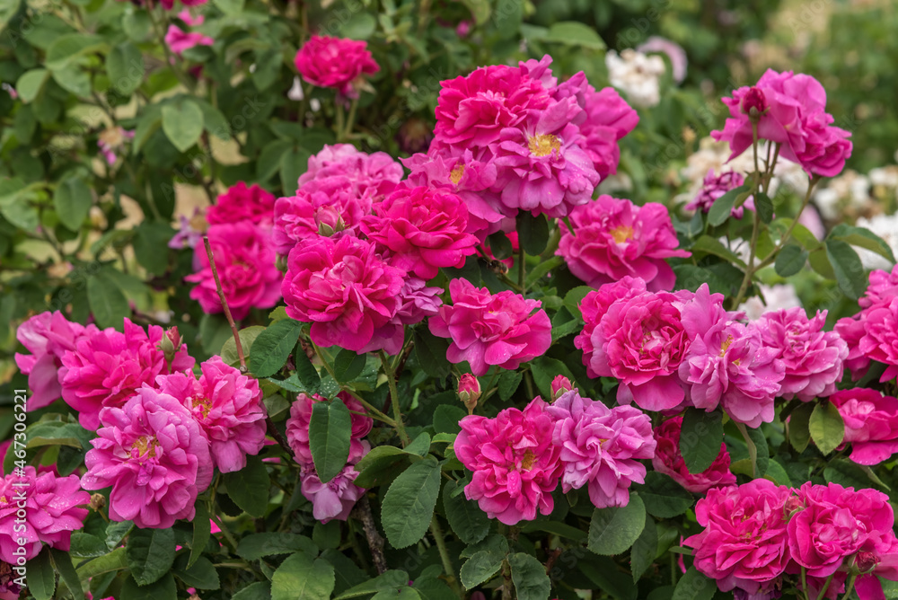 Rose gallica var. conditorum Dieck Conditorum. Selected sorts of exquisite roses for parks, gardens, beds, borders, decoration
