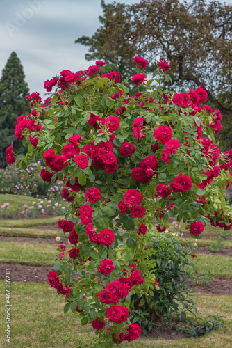 Rosarium in Germany. Selected sorts of exquisite roses for parks, gardens, beds, borders, decoration. Summer landscape