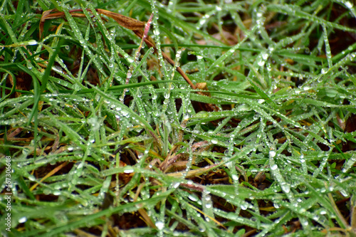 The green grass is abundantly covered with raindrops.