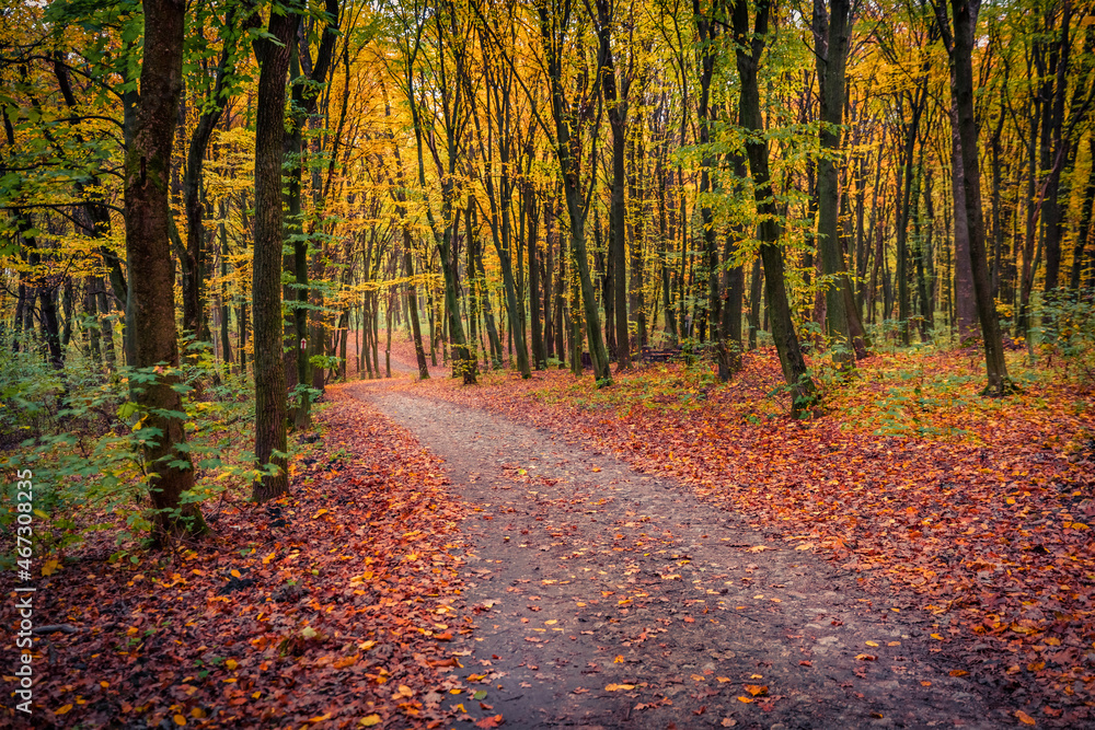 Obraz premium Picturesque autumn view of mountain forest. Winding country road among the colorful trees. Amazing morning scene of colorfuul wood. Beauty of nature concept background.