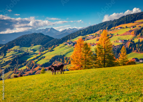 Cows on green pasture. Beautiful autumn view of Santa Maddalena village. Captivating morning landscape of Dolomite Alps, Italy, Europe. Beauty of countryside concept background.