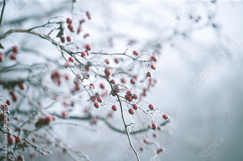 Hawthorn branches with red berries covered with frost. Frozen berries in the forest. © erika8213