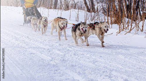 sled dogs race on snow in winter on Kamchatka Peninsula