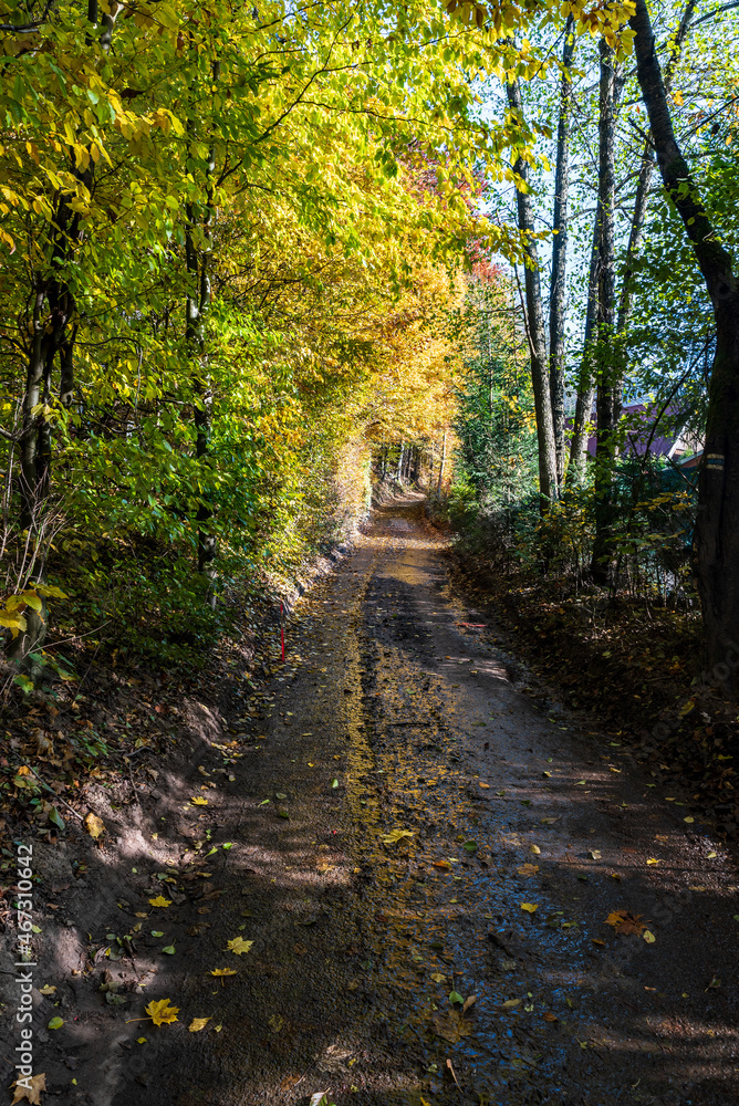 Autumn scenery with wet road, colorful trees and clear sky Autumn scenery with wet road, colorful trees and clear sky