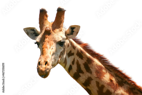 Fototapeta Naklejka Na Ścianę i Meble -  Girafe commune Masaï, giraffa tippelskirchi Afrique Kenya