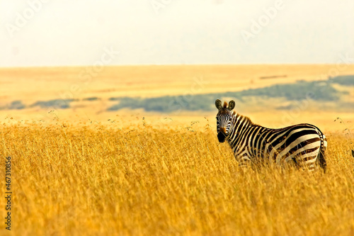 z  bre de Burchell Equus burchelli Kenya