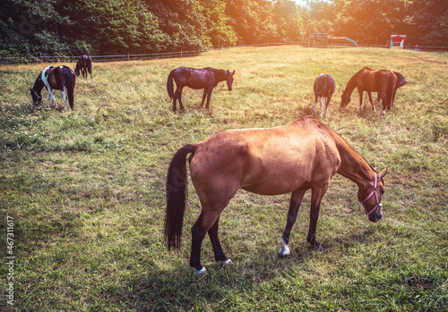 Wallpaper Mural Horses outdoor in ranch at beauty landscape Torontodigital.ca
