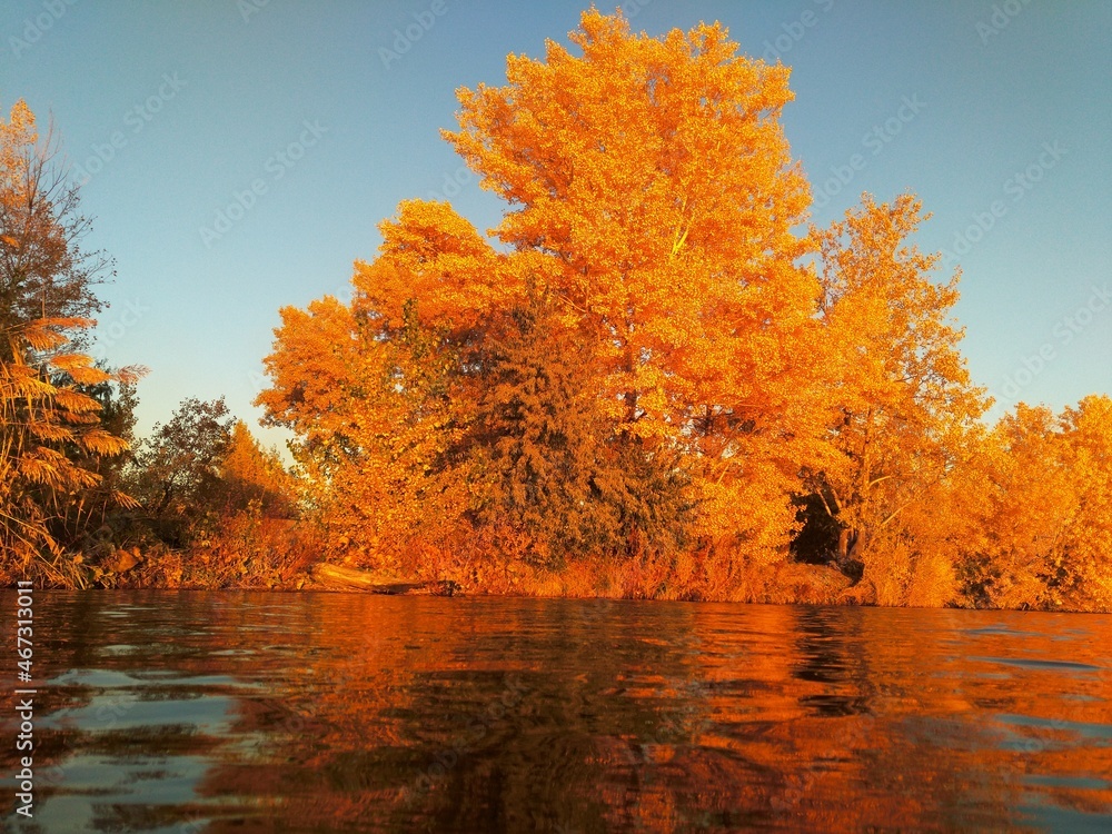 Golden autumn on the river